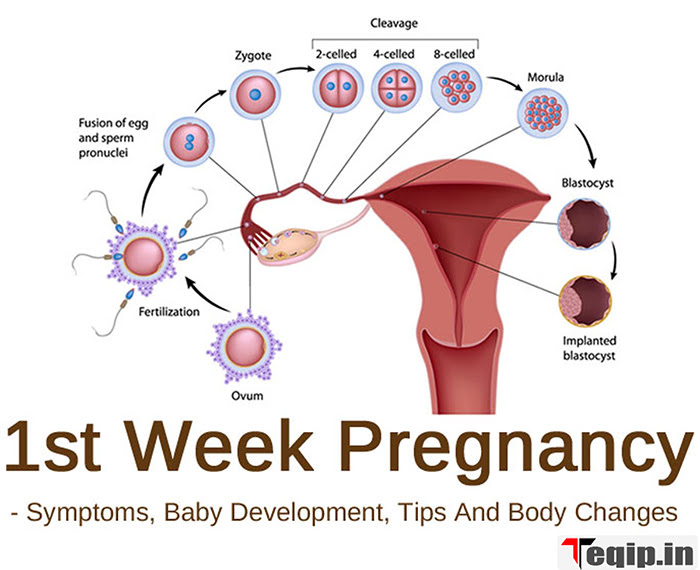 Pregnancy Week 1