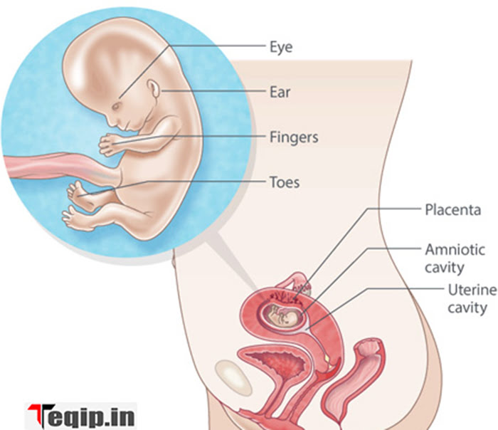 Pregnancy Week 12