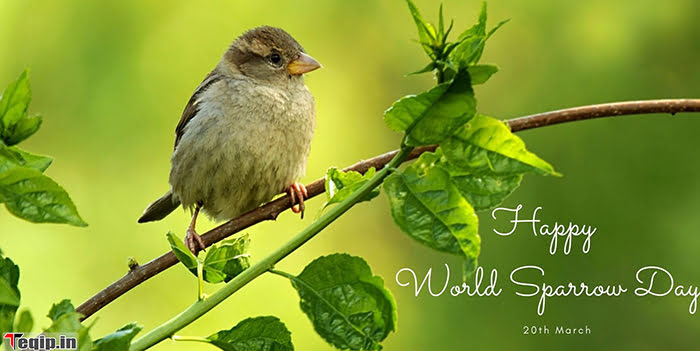20 March – World Sparrow Day