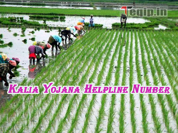 Kalia Yojana Helpline Number