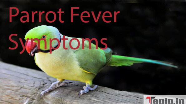 Parrot Fever Symptoms